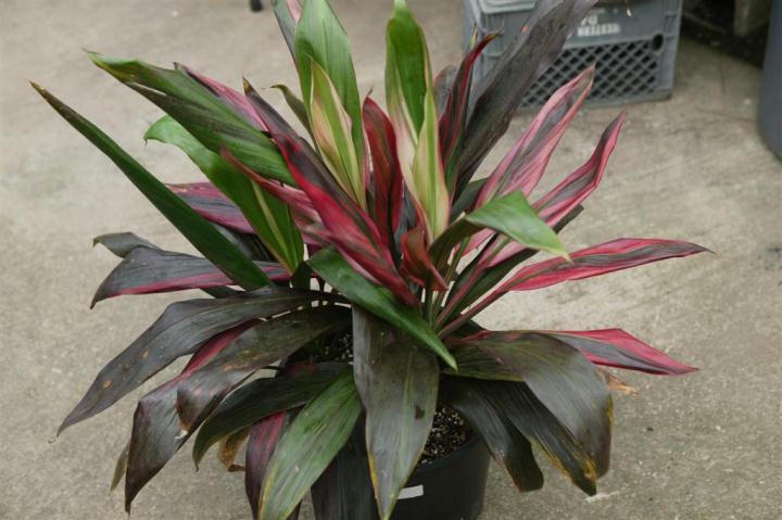 Hawiian Ti known for lush colors Most sought after tropical plant Come in