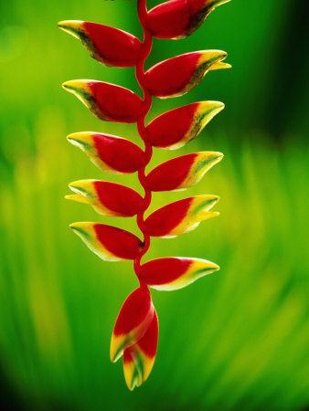 Heliconia Known as lobster claw Multi colored