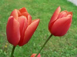 Tulips Fragile!