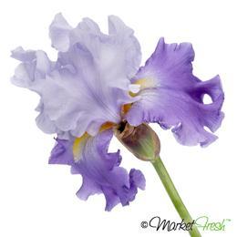 Bearded Iris 3