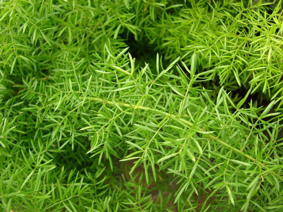 Sprengeri Fern & filler Is called Asparagus fern