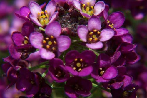 purple Full bloom,