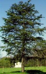 Types of trees Virginia Pine up to 70 feet.