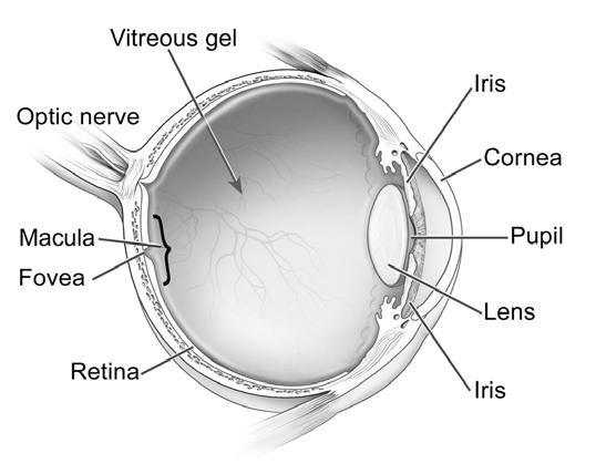 flash) and erythema (reddening) which are reversible conditions if the damage is not too severe. UV-A (315-400 nm) can penetrate past the aqueous humor and absorb on the lens of the eye.