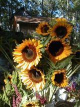 Sunflowers plant weekly or bi-weekly for continued harvest from April through August.