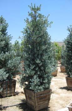 Podocarpus elongatus Icee Blue Icee Blue Yellow-Wood What stunning blue foliage! With evergreen foliage this is an ideal screen against a neighbor's second story windows.