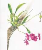 Culture/Growing The Cooktown Orchid (Dendrobium bigibbum) (The Cedarvale Way) Cedarvale Orchids, 16 Heather-Anne Drive Draper 4520 Tel: 07 32891953 E: cedarvaleorchids@cedarvaleorchids.