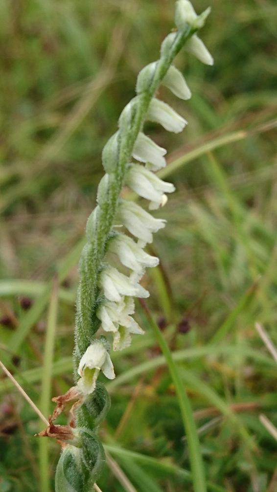 The other special orchid at Knocking Hoe is autumn lady's tresses.