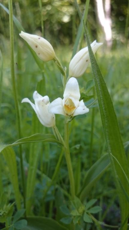 Now onto to the helleborines, which flower a little later (June and July) recent sightings include the white