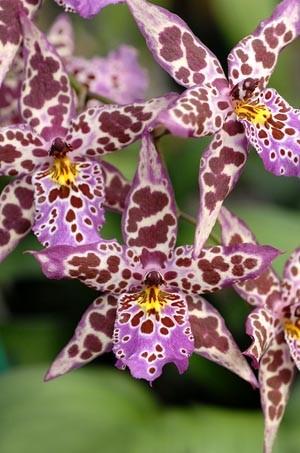 Beallara Diana DUnn 'Newberry' is a good example of the colorful patterns that Oncidium intergeneric hybrids offer.