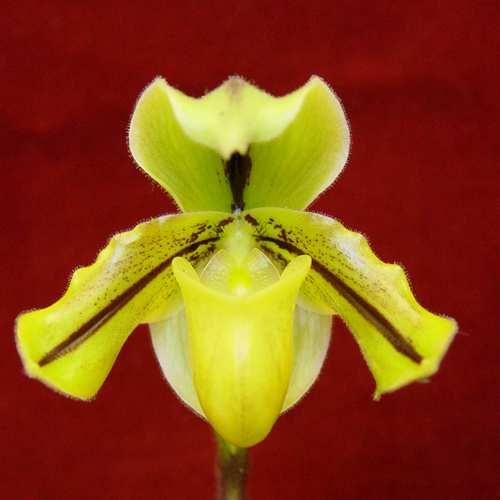 New Mexico Orchid Guild Newsletter June 2014 June Program Our next regular meeting will be held at the Albuquerque Garden Center June 8, 2014 at 1:30 PM The