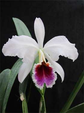 Mamie Eisenhower a Big Fan of Cattleya Orchids Having won the greatest war of the 20th century, President Dwight Eisenhower in 1953 ushered in eight years of calm and stability and in the process