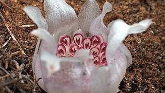 Esperance's Elusive Underground Orchid Critically endangered and living in highly secretive underground locations; these are not plotlines to a dramatic hostage movie but some facts about the