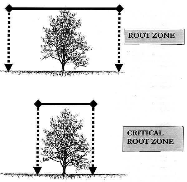 2.1. INTRODUCTION SECTION 2: TREE PROTECTION STANDARDS The tree protection section of the Ordinance and the standards in this section are provided to ensure that appropriate practices will be