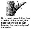 5. Making Proper Pruning Cuts Tree topping is prohibited and may result in tree replacement. Stub cuts are prohibited. Cuts will be made just beyond the outer edge of the collar of live wood.
