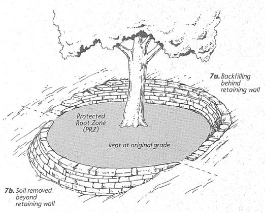Illustration 2-11: Changing grade around tree trunk by grading or fill. Trees which have too high of a grade during or after construction will lack the root flare.