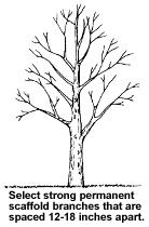 b. Double Leaders: Maintain a dominant trunk for at least six to eight feet without a major fork.