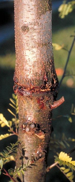 Figure 5. Wire from tags and guides can girdle branches and trunks if not removed at time of planting. (Photo: John Hartman, UK) Figure 6.