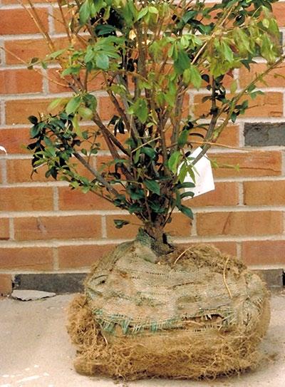 (Photo: Cheryl Kaiser, UK) Container-grown plant is rootbound, and roots continue to grow around or spiral (Figure 7), rather than growing outward.