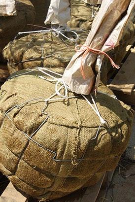 Root balls with surrounding soil are wrapped in burlap for transport to planting sites. Bare root plants are also grown in fields or prepared beds.