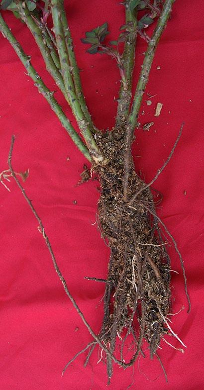 Relocate plants to more appropriate sites (during dormant season). Prune or remove dead and dying branches.