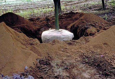 Figure 11. Proper installation (right side of image) includes wide planting hole, exposed root flare, evenly distributed roots, natural backfill, and removal of basket and burlap.