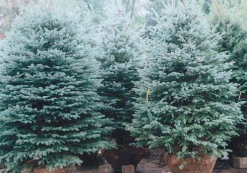 Experience Christmas with a Real Tree! LIVE CHRISTMAS TREE CARE TIPS Determine the planting location for the tree and dig the hole early in the month (while the ground is still workable).