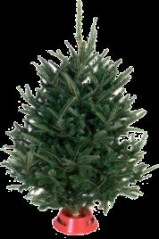 YOUR CHOICE White Pine (6-8 ft.) or Scotch Pine (6-8 ft.