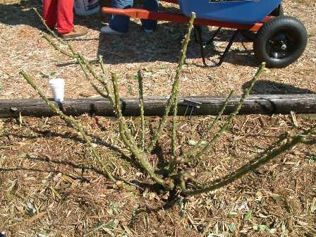 Steps to successful pruning Open up the center of the plant Allows for light