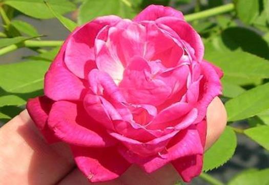 China roses Originated from ancient Chinese