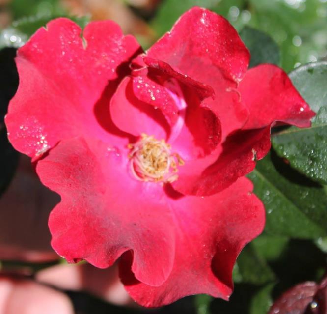 Modern Rose Classes Floribunda