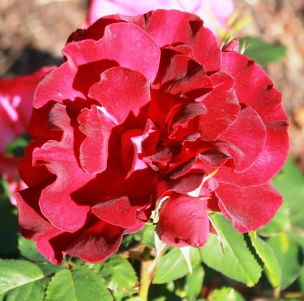 from Hybrid Teas and Polyanthas