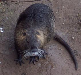 Examples of intentional introduction Nutria (origin: Argentina) Purpose was to raise them for their fur Introduced in the