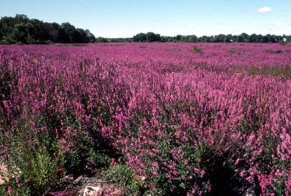 damage to agriculture and have weakened levies Purple Loosestrife Introduced to the NE U.S.