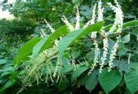 Noxious Weed lists County Weed Inspector Japanese knotweed Poison ivy