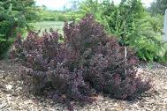 While talking with you, a customer mentions that he knows Japanese barberry is now a noxious weed in MN and that he must eradicate this