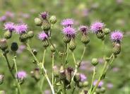 0 0 Wrong Both A & B Canada thistle is listed in which noxious weed category? A. Eradicate B. Control C. Restricted D.
