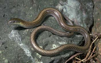 Define ecological objectives, such as: Maintain viability of threatened species and ecosystems Protect and restore habitat quality Opportunities for rewilding Striped Legless Lizard Maintaining or