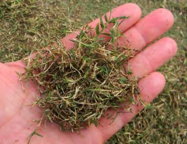 May is typically the earliest month for successful seeding and sprigging of bermudagrass fields. It is also the best time to repair winter-killed or worn-out areas.