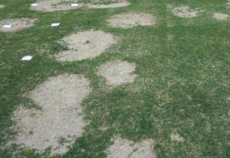 Tall Fescue Damping-off/seed rot Dollar spot Fairy ring Gray snow mold Leaf Spot/Melting out Pink snow mold Red thread Yellow patch Brown patch Dollar spot Fairy ring Gray leaf spot Leaf spot/melting