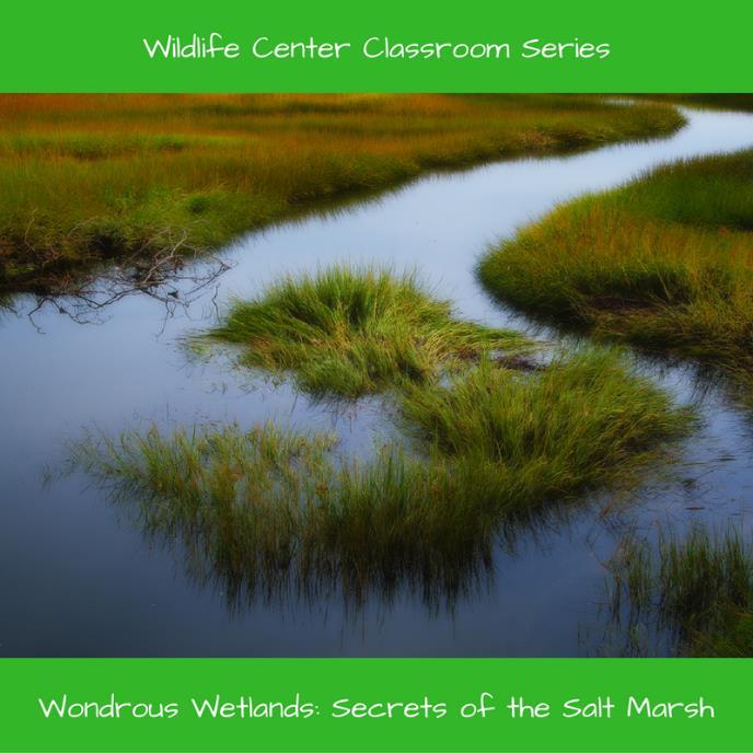 Wildlife Center Classroom Series Wondrous Wetlands: Secrets of the Salt Marsh Wednesday September 14, 2016 Good afternoon