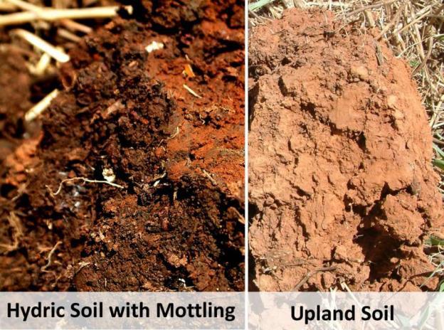 Determining whether a soil is hydric can be quite a science, but there are a few signs that can be easily identified.