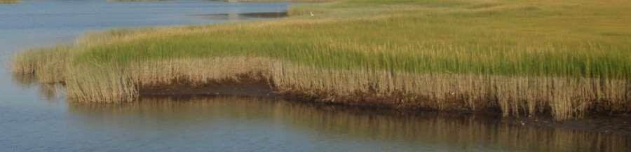 Regularly flooded by rising and lowering tides, salt marshes are difficult for most plant species to survive in.
