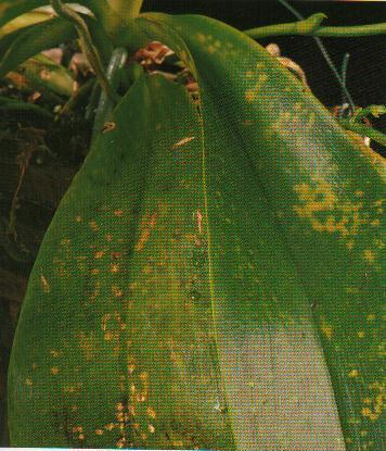 DAMAGE DONE TO LEAVES FROM FALSE SPIDER MITES Flat mites often feed on the upper surfaces of leaves and this will create a pock-marked appearance from empty and collapsed leaf cells.
