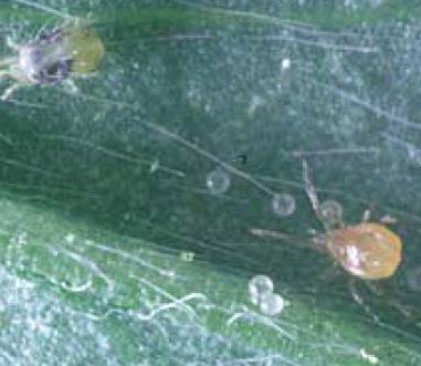 BIOLOGICAL CONTROL OF SPIDER MITES Organic gardeners have and advantage regarding spider mite control.