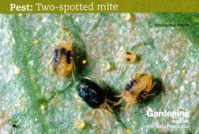 TWO-SPOTTED MITE CONTINUED Two-spotted mite is the single most important pest of ornamental plants and cut flowers in Australia. Causing premature leaf and bud drop.