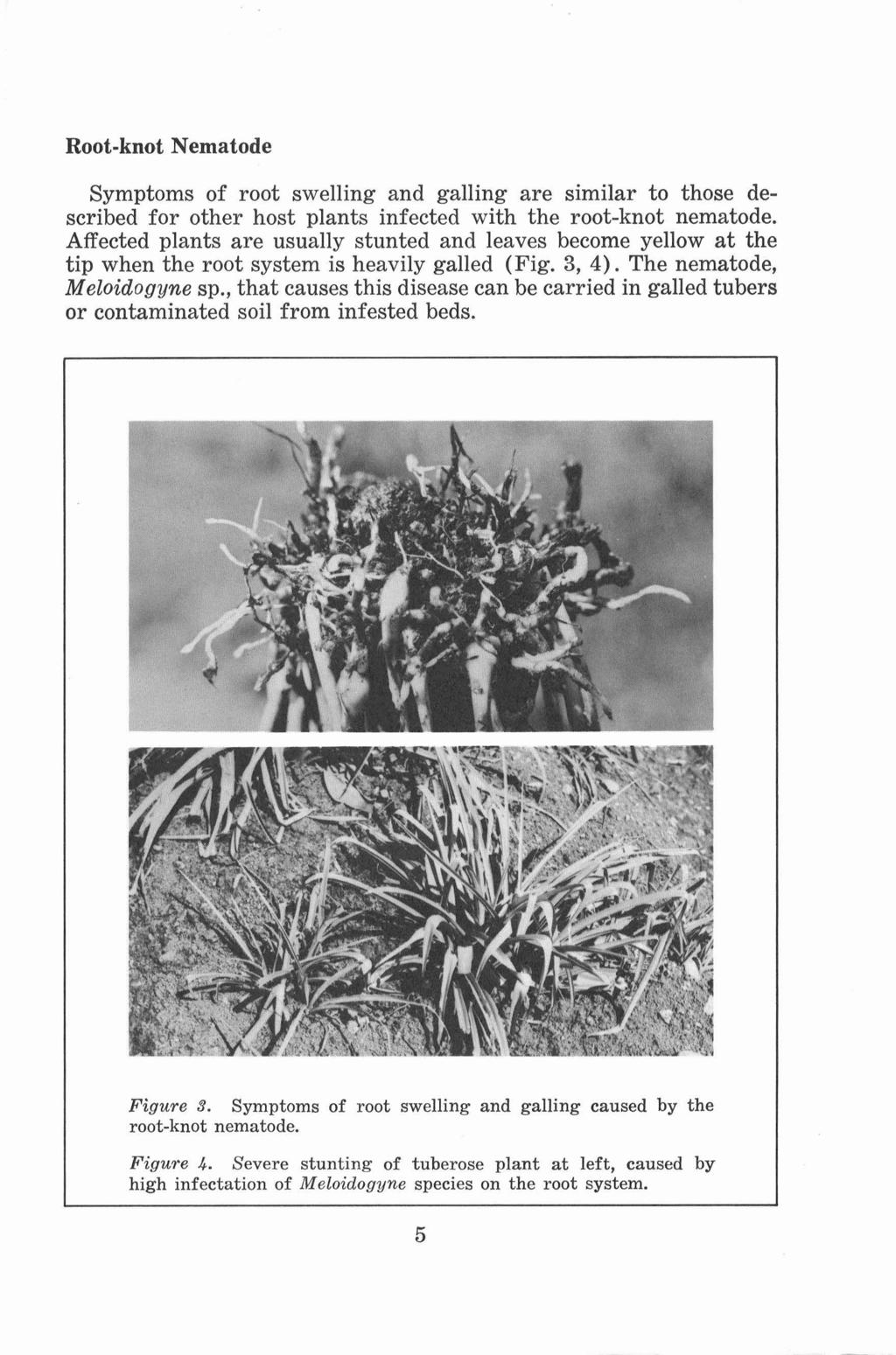 Root-knot Nematode Symptoms of root swelling and galling are similar to those described for other host plants infected with the root-knot nematode.