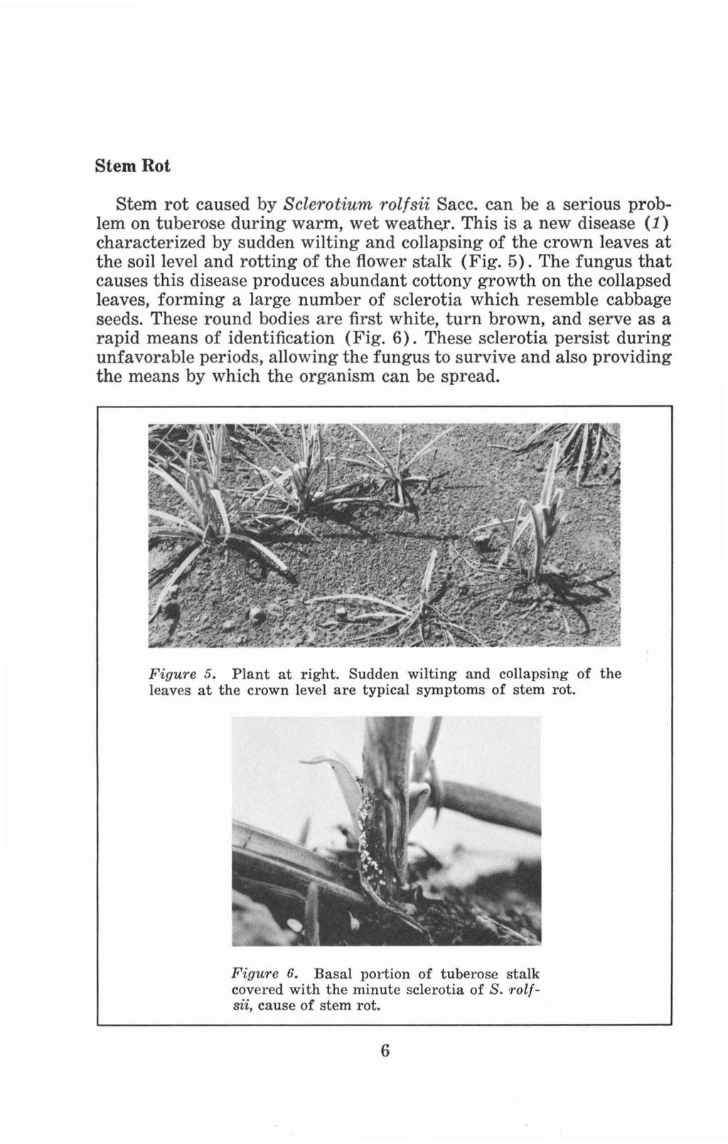 Stem Rot Stem rot caused by Sclerotium rol/sii Sacco can be a serious problem on tuberose during warm, wet weather, This is a new disease (1) characterized by sudden wilting and collapsing of the