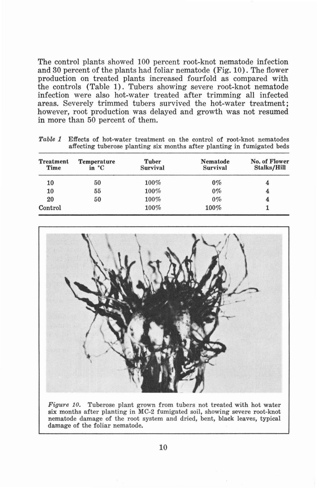 The control plants showed 100 percent root-knot nematode infection and 30 percent of the plants had foliar nematode (Fig. 10).