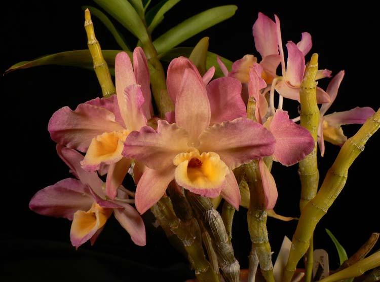 The nobile-type Dendrobiums are easy to grow and flower, if you just observe their special requirements. To bloom well, they need a significant drying-out during the winter. Not bone dry.